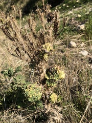Argemone munita argentea