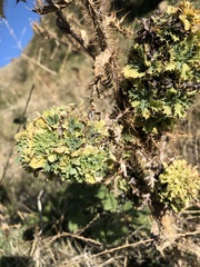 Argemone munita argentea