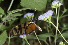 Dircenna dero euchytma