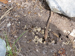 Camponotus festinatus