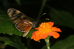 Dircenna dero euchytma