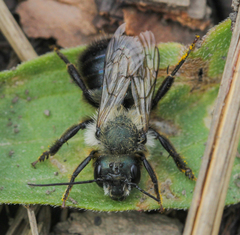 Osmia bucephala