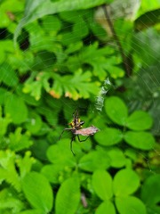 Micrathena pichincha