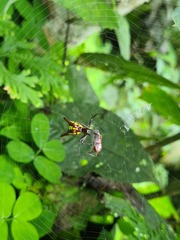 Micrathena pichincha