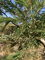 Dasineura rubiformis
