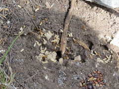 Camponotus festinatus