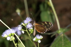 Dircenna olyras relata