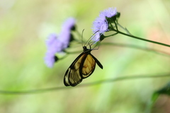 Dircenna olyras relata