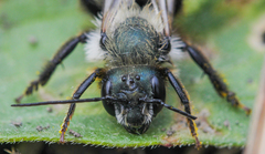 Osmia bucephala