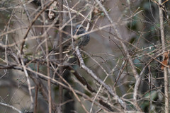 Hypsipetes amaurotis