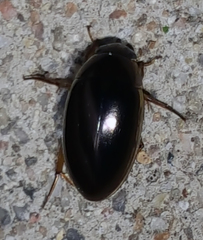 Tropisternus lateralis