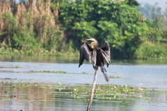 Anhinga melanogaster