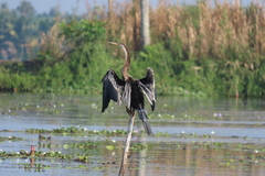 Anhinga melanogaster