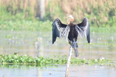 Anhinga melanogaster