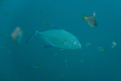 Ferdauia orthogrammus