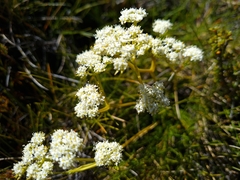 Aciphylla polita