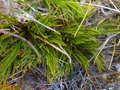Aciphylla polita