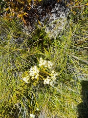 Aciphylla polita