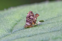 Choreutis metallica