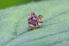 Choreutis metallica