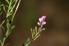 Comesperma hispidulum