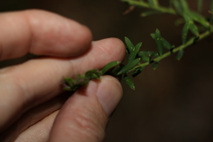 Comesperma hispidulum