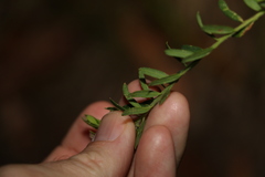 Comesperma hispidulum