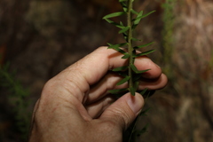 Comesperma hispidulum