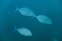 Ferdauia orthogrammus