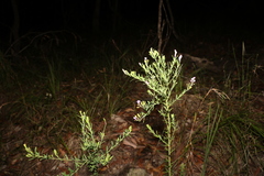 Comesperma hispidulum