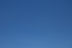 Threskiornis melanocephalus