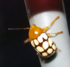 Cryptocephalus guttulatus