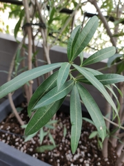 Nerium oleander