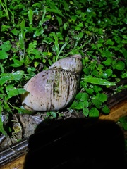 Megalobulimus popelairianus