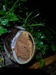 Megalobulimus popelairianus