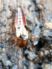 Lordithon trinotatus