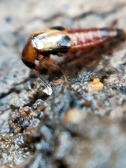 Lordithon trinotatus