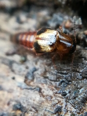 Lordithon trinotatus