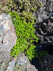 Traversia baccharoides