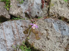 Pleione formosana