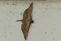 Nacoleia charesalis