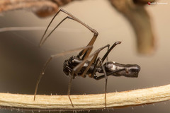 Microlinyphia sterilis