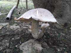 Macrocybe