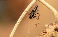 Microlinyphia sterilis