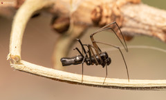 Microlinyphia sterilis