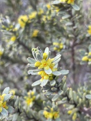 Thymelaea tinctoria