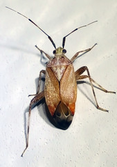 Taedia