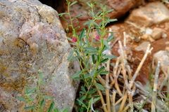 Hermannia glabrata