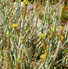 Cynanchum pearsonianum