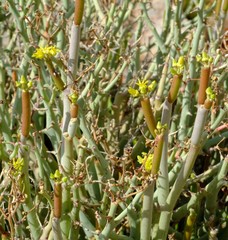 Cynanchum pearsonianum